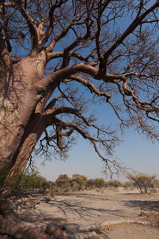 277 Kalahari woestijn, baobab.jpg